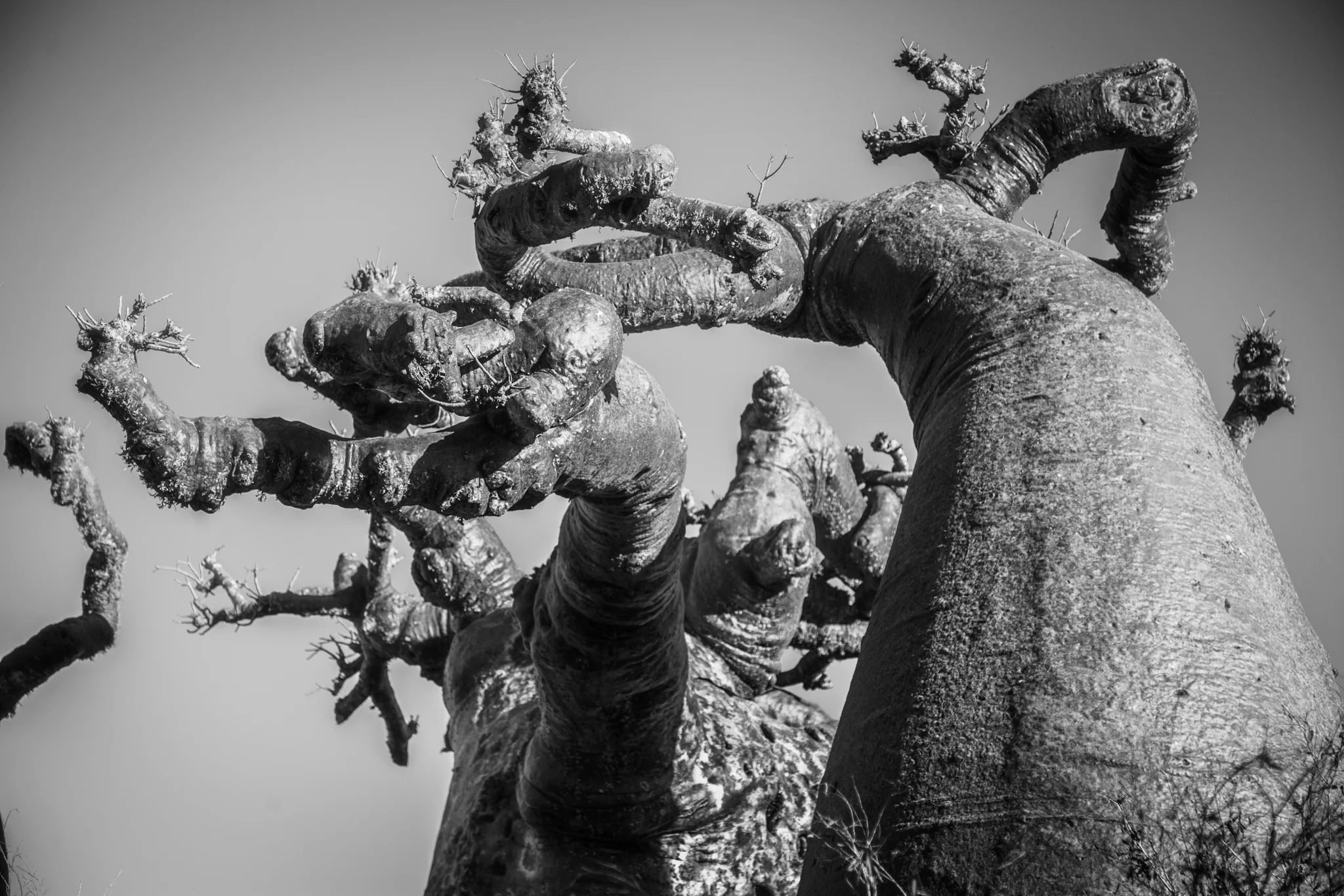Blight of the Baobab
