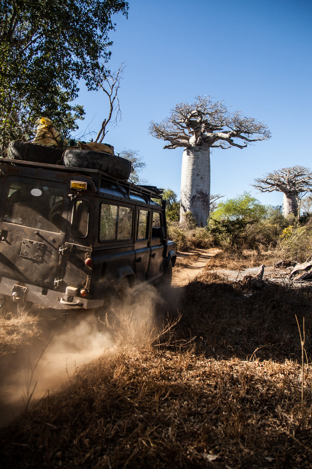  The Western Forests are Studded with Baobabs 