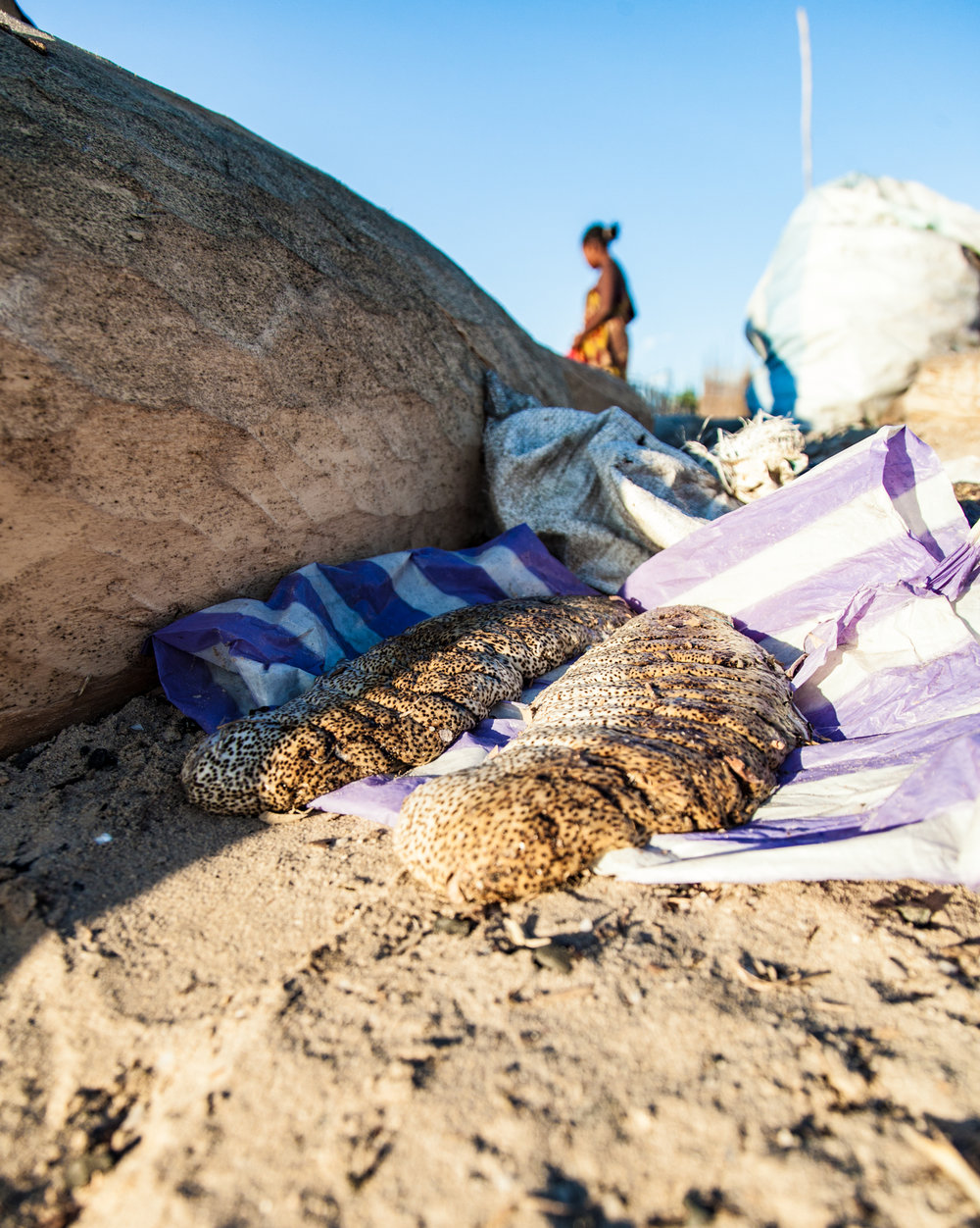  But numbers of sea cucumbers are falling and may prove to only prolong the last gasp for the Vezo's way of life 