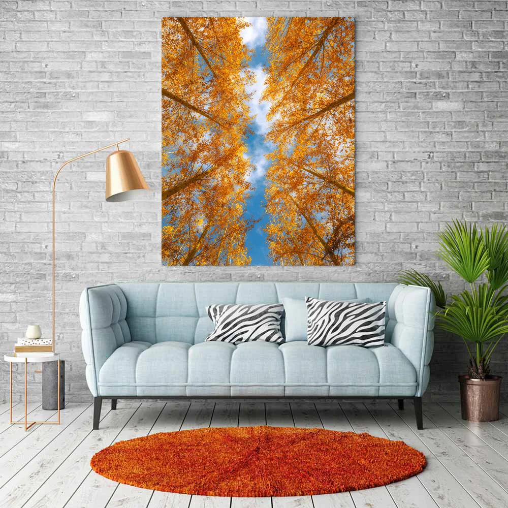 Looking Up Metal or Canvas.jpg