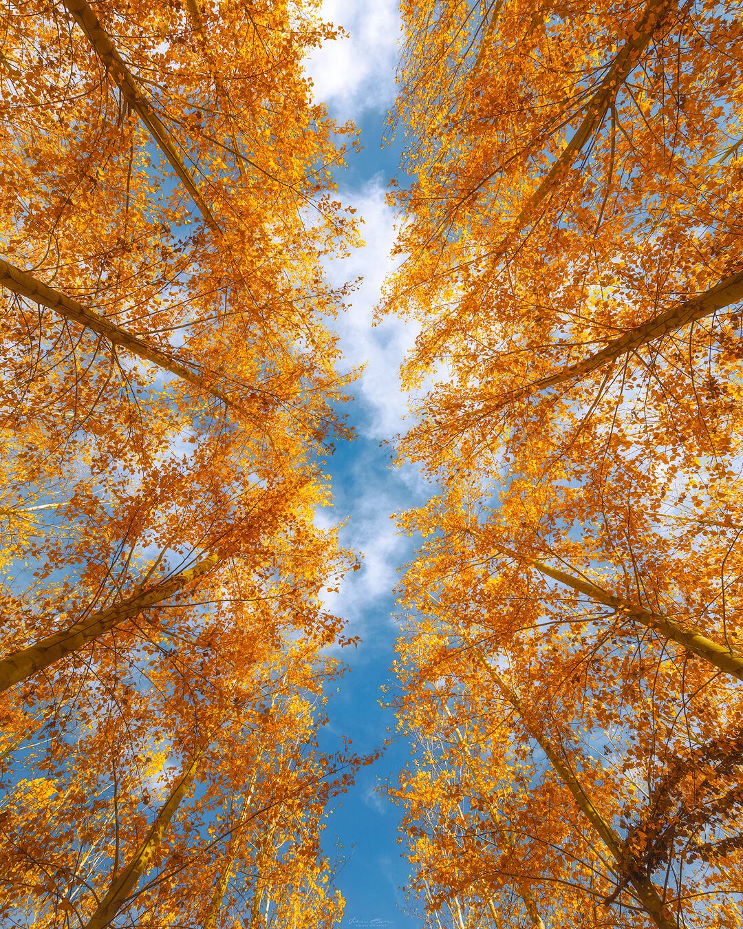 Looking Up.jpg