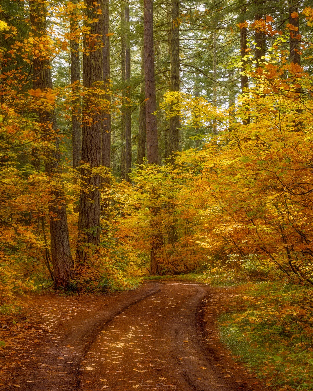 Road to Fall.jpg
