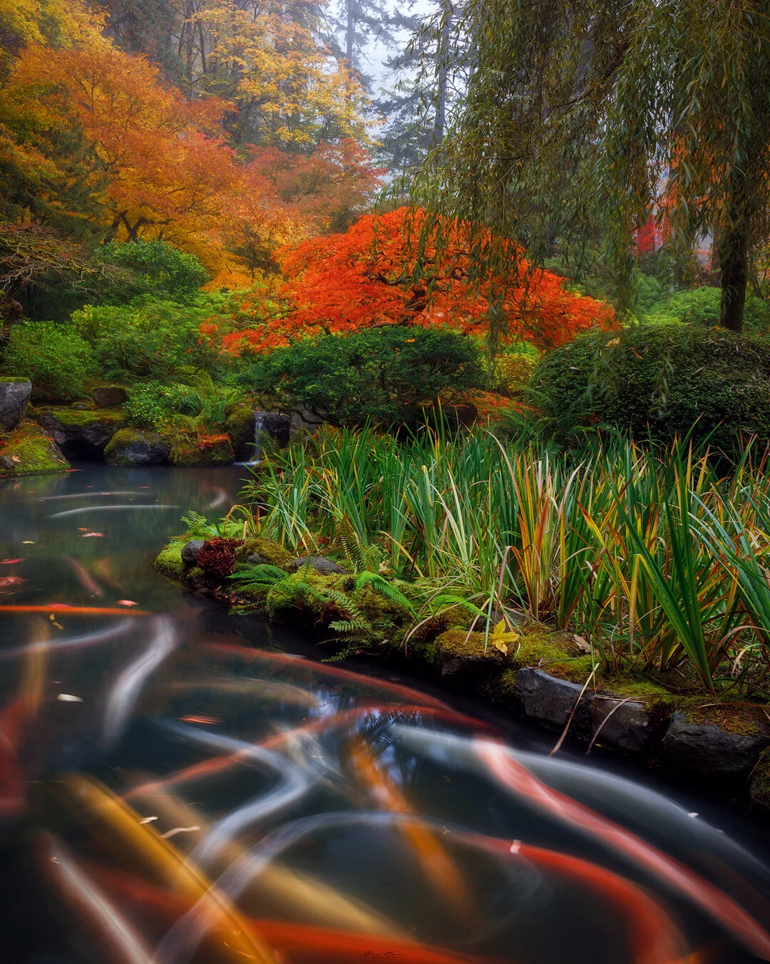 Koi Trails Fall.jpg