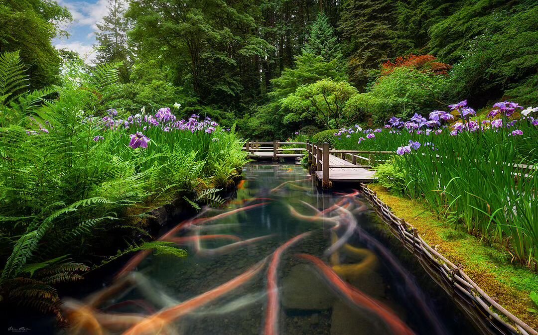 Spring Koi
____________________________________________ 

Spring Iris blooms and Koi trails at the Portland Japanese Garden.
____________________________________________ 

Image Details
📷: @canonusa Canon 5dmIV
Lens: Canon 16-35 f/4 
Tripod: @benrou
