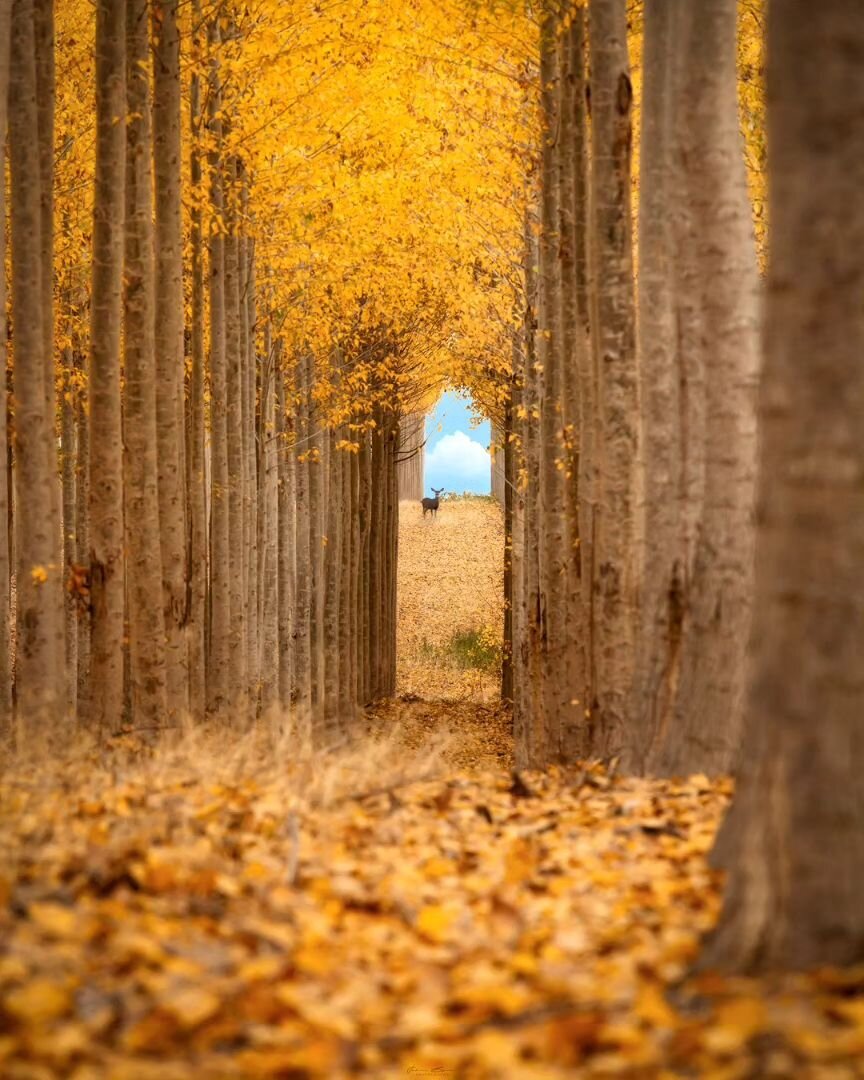 Tunnel Vision
____________________________________________ 

Time to dust off some of my favorite images from my favorite season of the year. 
____________________________________________ 

Image Details
📷: @canonusa Canon 5dmIV
Lens: Canon 70-200mm