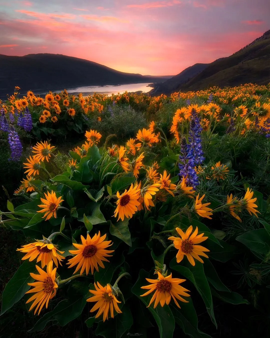 Sunrise Bloom
____________________________________________ 

I haven't done a 3am wake up to catch a sunrise in a long time. The pull of spring time blooms was too strong to hit snooze. 
________________________________________ 

Image Details
📷: @c