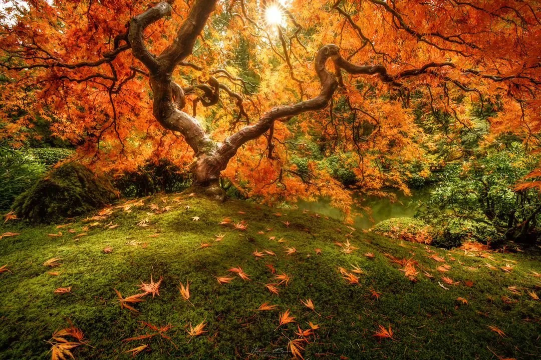 The Tree
____________________________________________ 

First time in 6 years i did not make it over to the Garden and take photos. Thanks covid!
________________________________________ 

Image Details
📷: @canonusa Canon 5dmIV
Lens: Canon 16-35 f/4