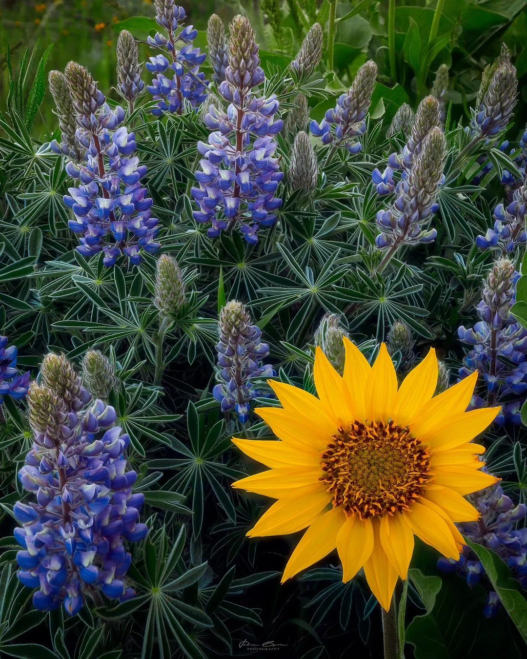 Sunshine in the meadow
____________________________________________ 

Crazy to think I only got out once this past spring with the camera, pretty sure I've only used the camera twice all year 🤯. Might have to dust off the gear before Fall arrives!
_