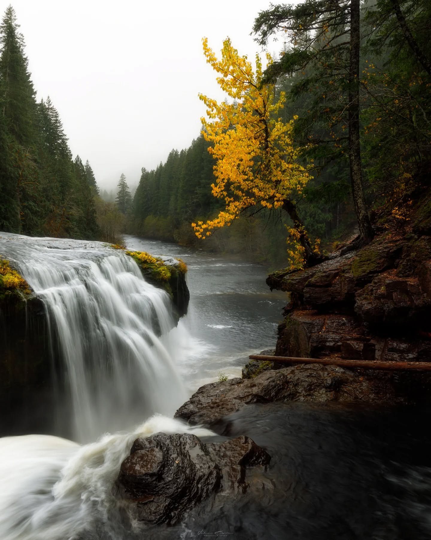 Hanging on
_____________________________________________ 

Just a nice little tree that lucky for us has wonderful color this time of the year. Was a crazy experience&nbsp; this year shooting fall colors while having it snow on me. Sure did make the 