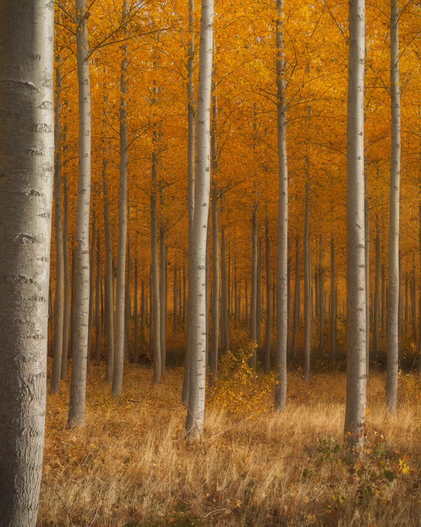 Side Light
____________________________________________ 

One of the last photos I snapped leaving the once famous Boardman Tree Farm. 
________________________________________ 

Image Details
📷: @canonusa Canon 5dmIV
Lens: Canon 16-35 f/4
Tripod: @