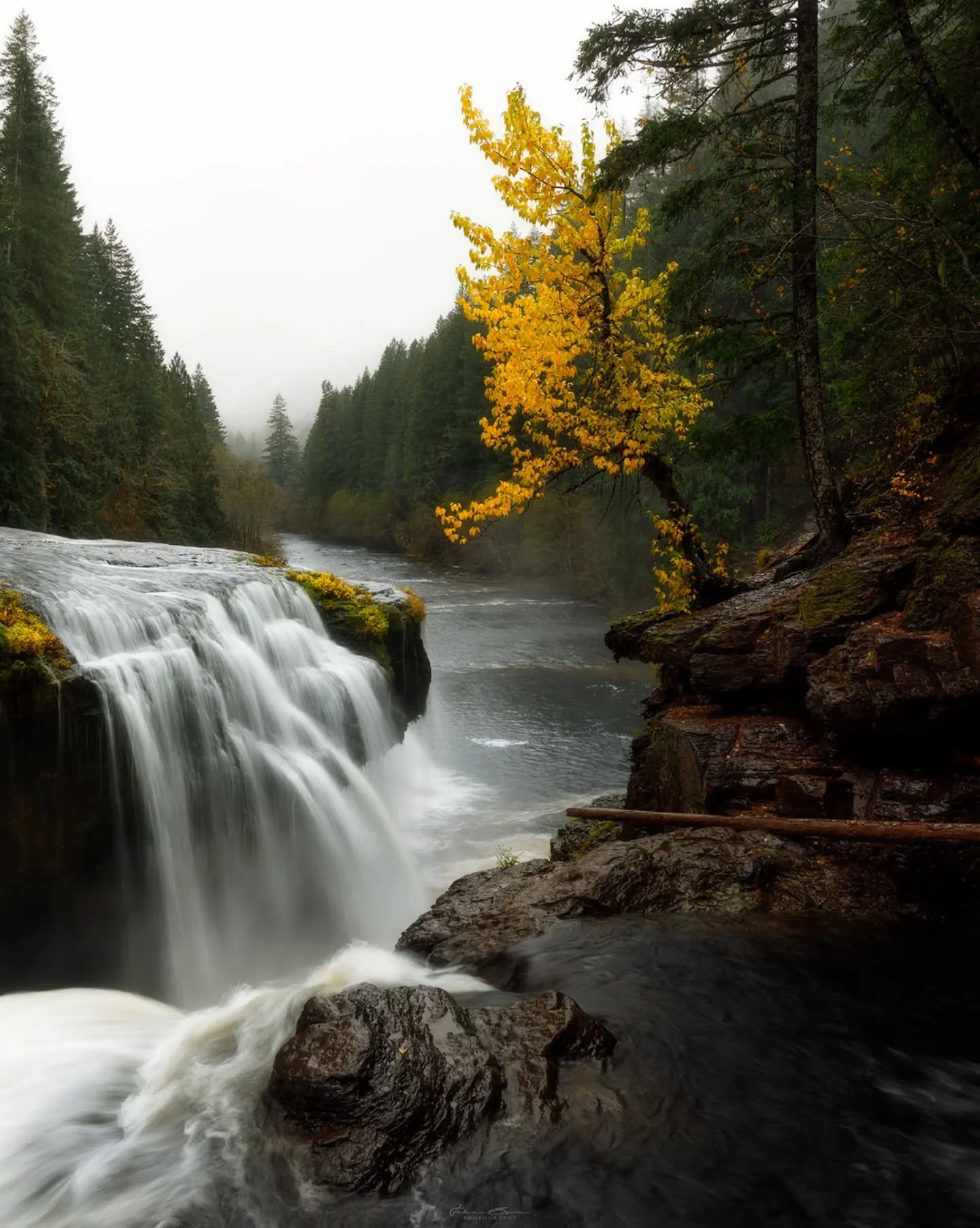 Hanging on
_____________________________________________ 

Just a nice little tree that lucky for us has wonderful color this time of the year. Was a crazy experience&nbsp; this year shooting fall colors while having it snow on me. Sure did make the 
