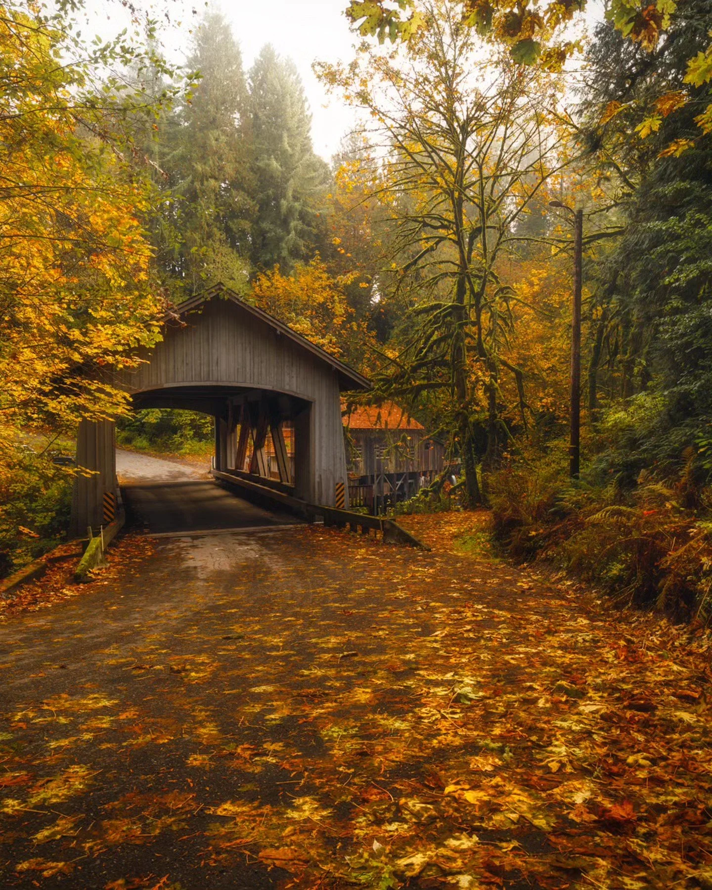 Falling leaf season is upon us!!!
____________________________________________ 

Time to turn my Instagram grid yellow and orange. The weather in the PNW is cold and wet but the leaves still look beautiful. 
________________________________________ 

