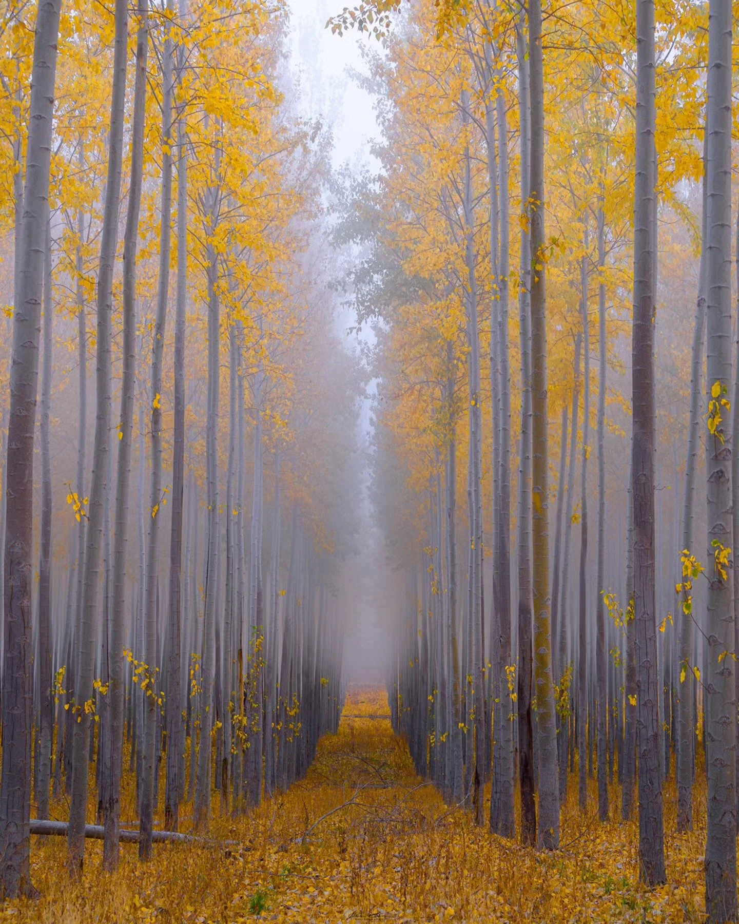 Into the Fog
____________________________________________ 

Golden trees as far as the eye could see. Lucky to have had the chance to visit this spot while it was still around. This shot was taken back in 2017 during my first visit to the Boardman Tr