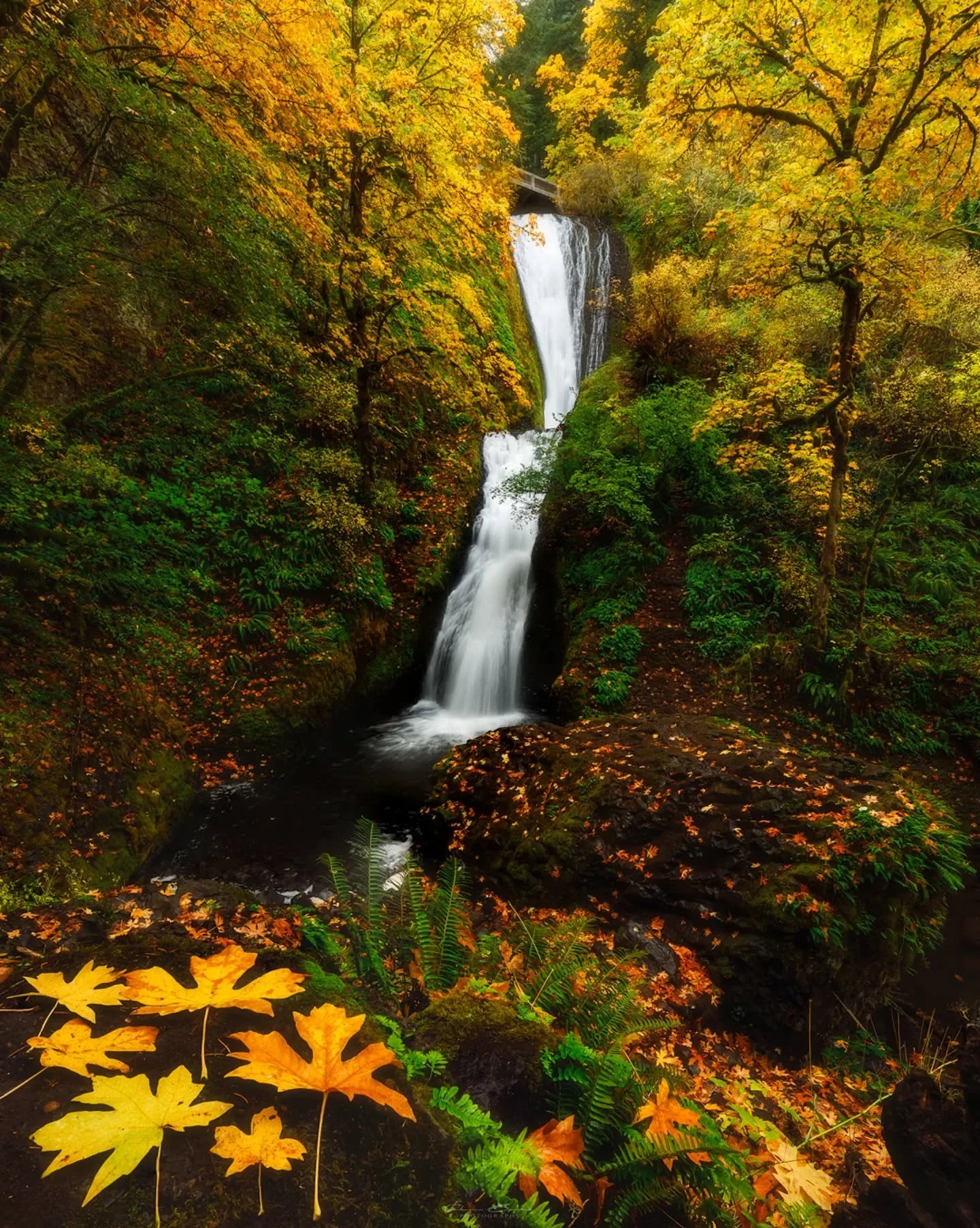 Autumn Bride
_____________________________________________ 

Wrapping up the Autumn 2025 season with another roadside attraction found in the Columbia River Gorge.
_____________________________________________ 

Image Details
📷: @canonusa Canon 5dmI