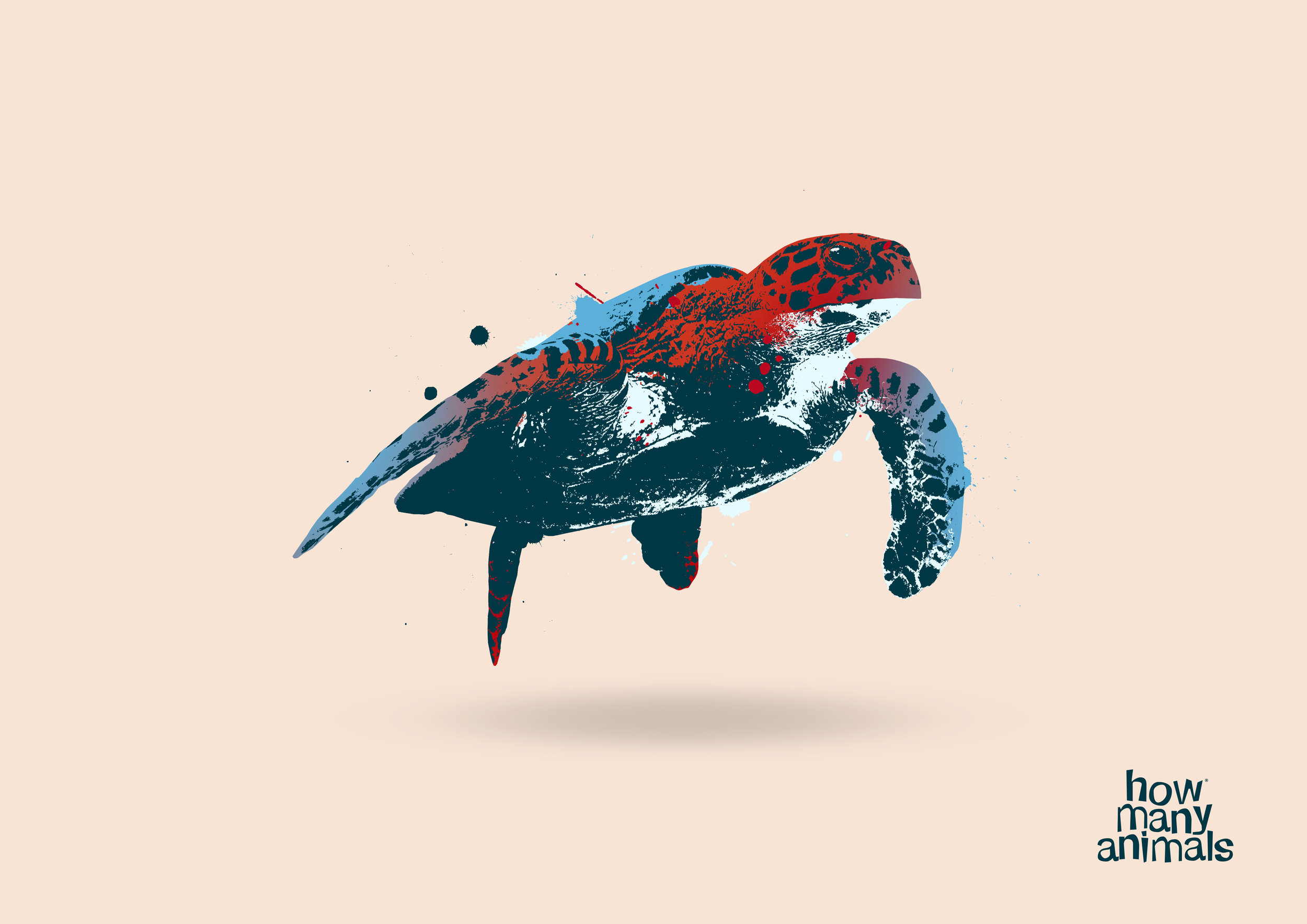 041318_BB_Animals_IllustrationsHawksbill Turtle.jpg