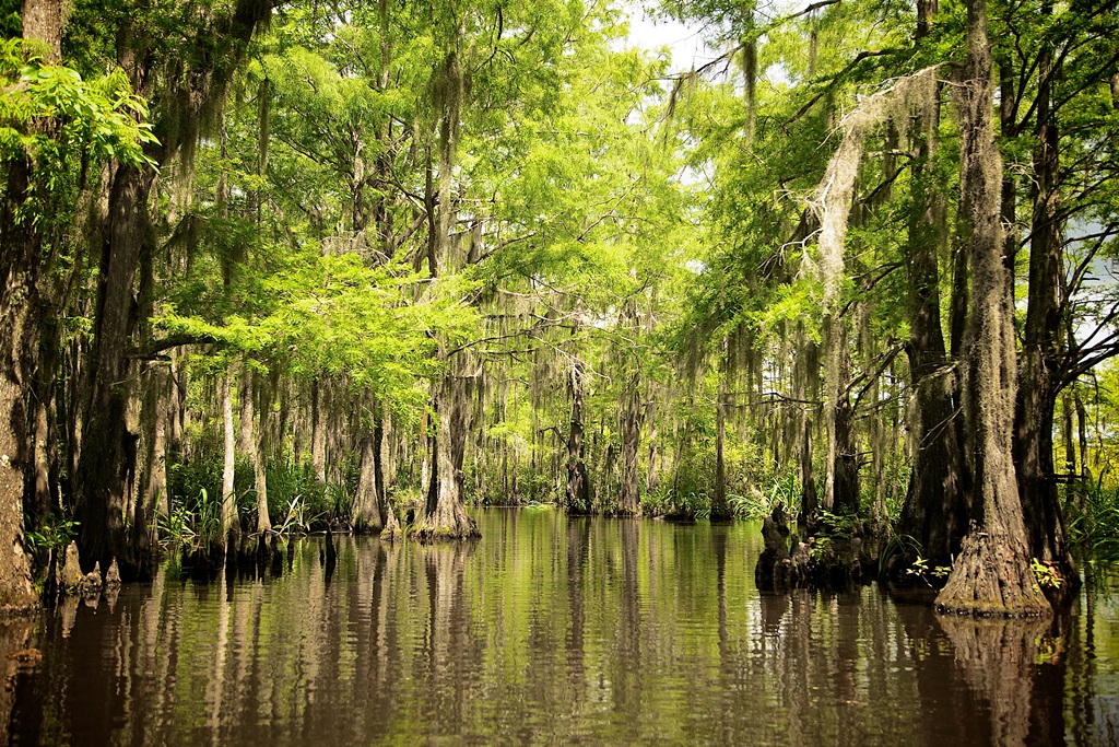 The pristine Honey Island Swamp ecosystem in St. Tammany Parish, Louisiana's Northshore.jpg