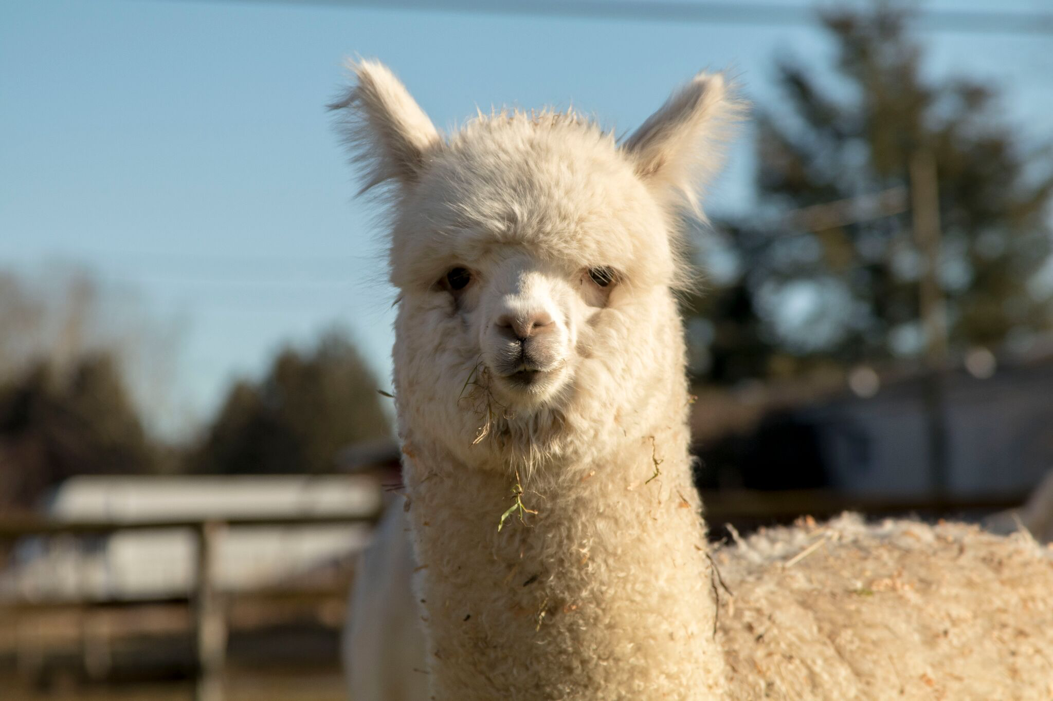 alpaca.png