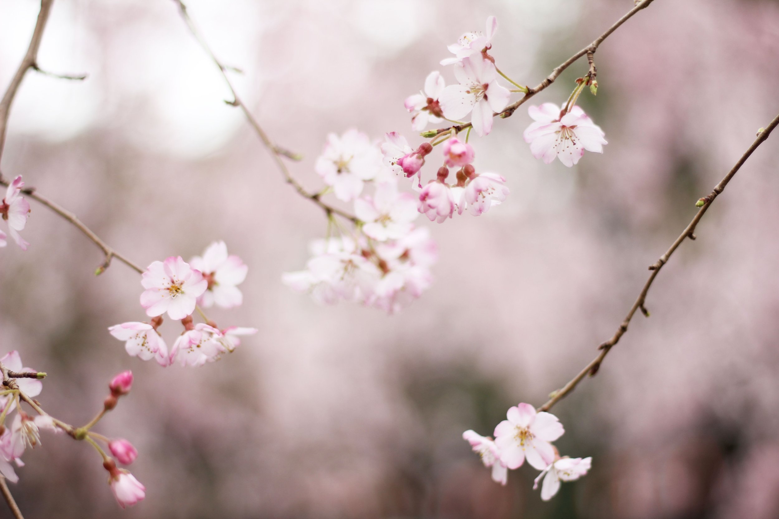 cherry blossom.jpg