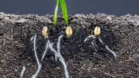 Saturday of Souls Before the Last Judgment