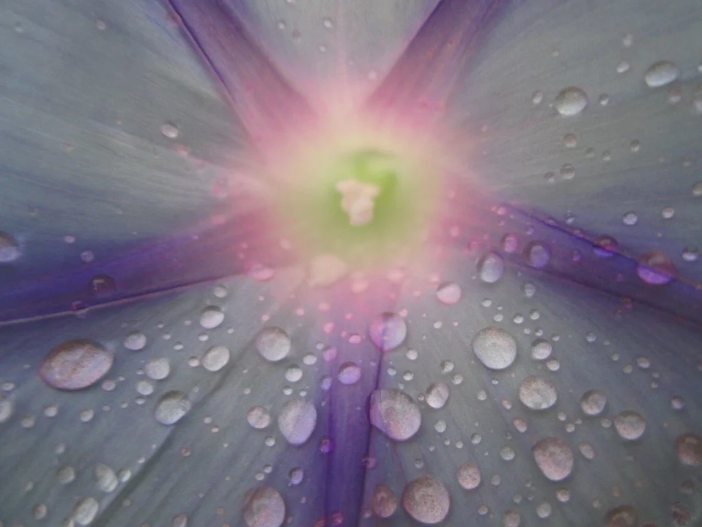 Akathist of Thanksgiving