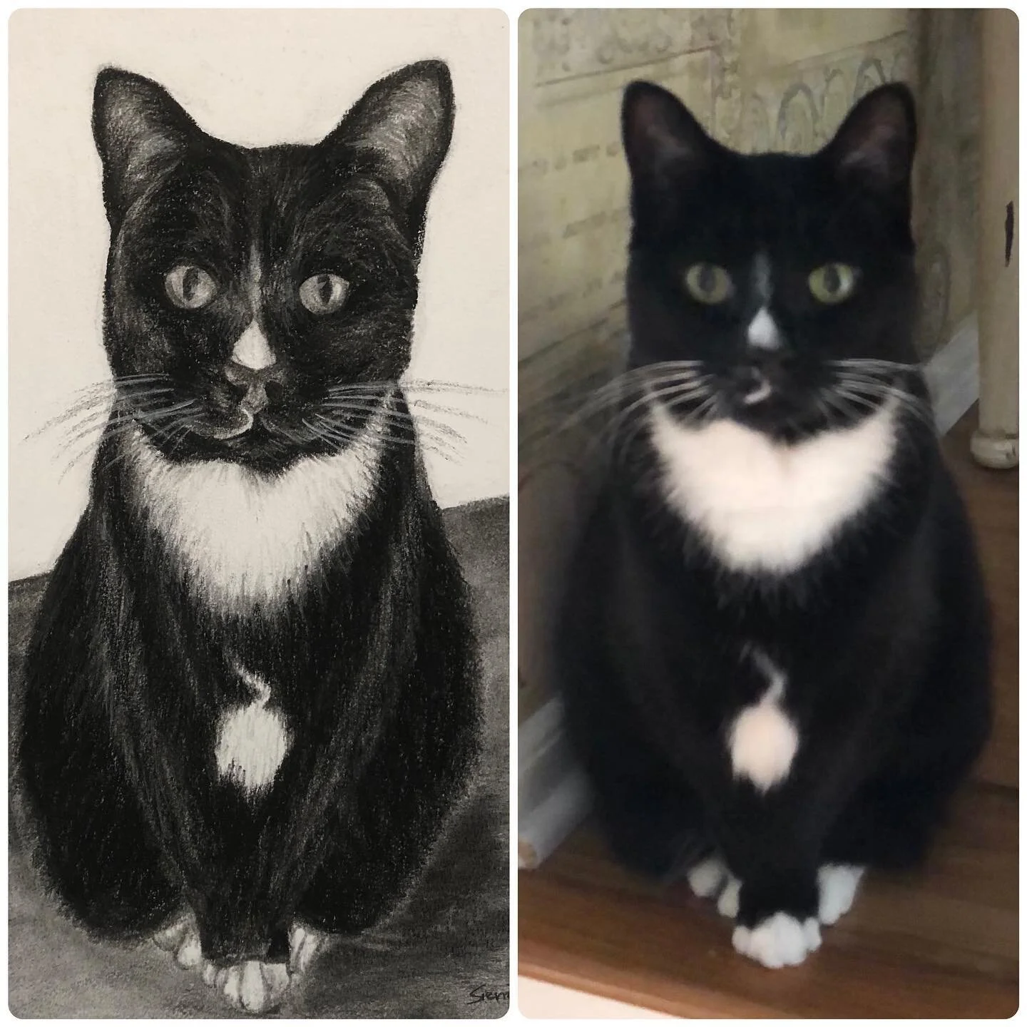Pet portraits are a great way to remember your furry friends ❤️
.
#sierrahyercreations #catsofinstagram #petportrait #artistsoninstagram #localart #smallbusiness