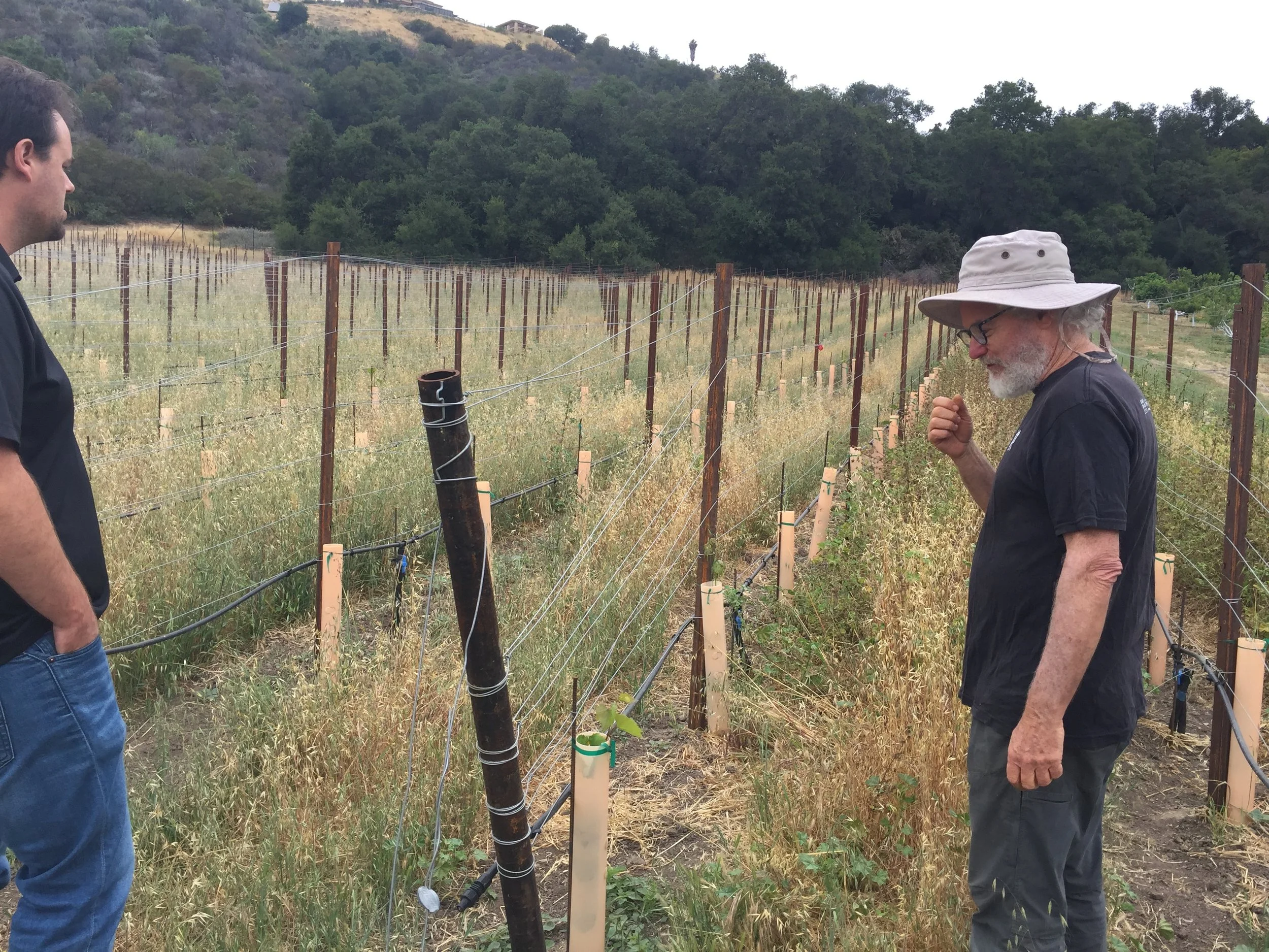 Tolmach's latest research project - a test vineyard with resistance to Pierce's Disease