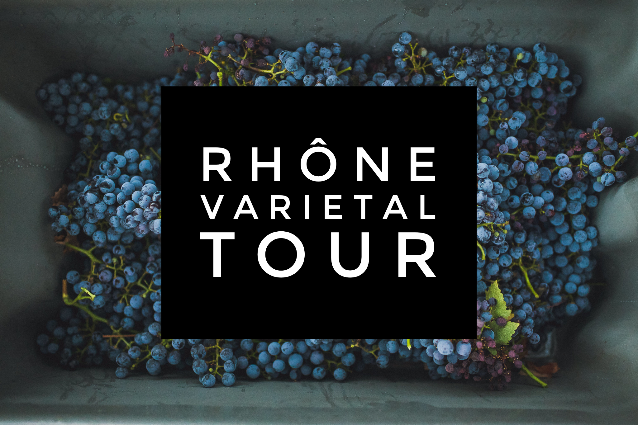 Paso Robles Tech Tour - Rhone Varieties