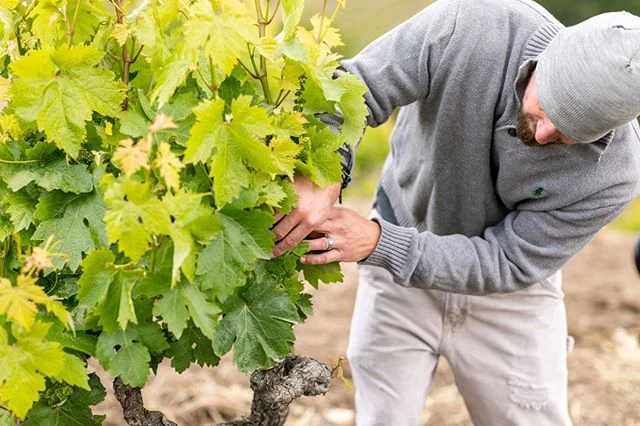 One of our featured Wine Speak 2020 seminars is &ldquo;Sense of Place&rdquo; with Tegan Passalacqua of Turley Wine Cellars &amp; Laura Catena Bodega Catena Zapata. Don&rsquo;t miss this deep dive into the power and wonder of terroir!⁠
⁠
...⁠
#winespe
