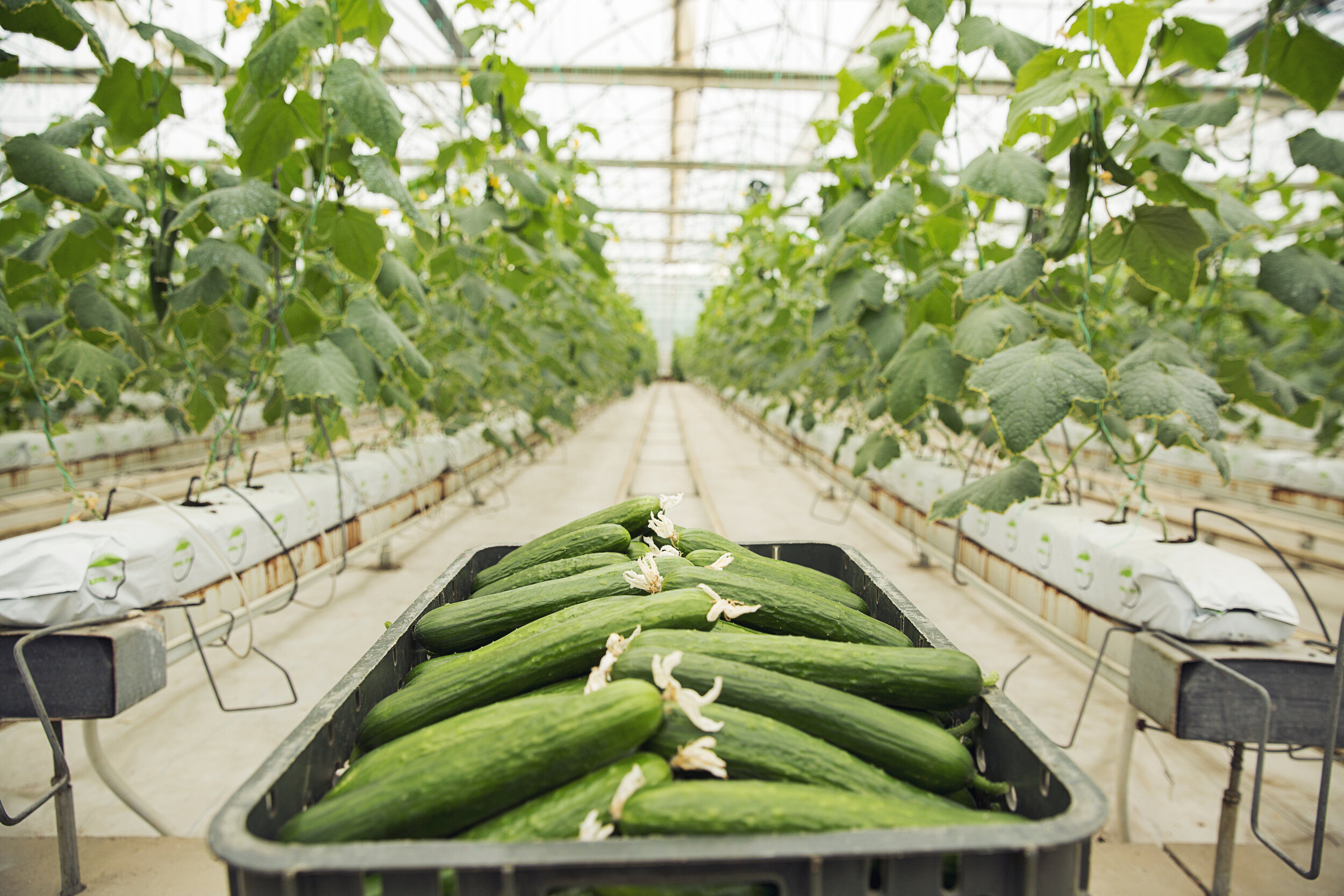 fresh-cucumber-gathered-into-plastic-box-from-greenhouse-plants.jpg