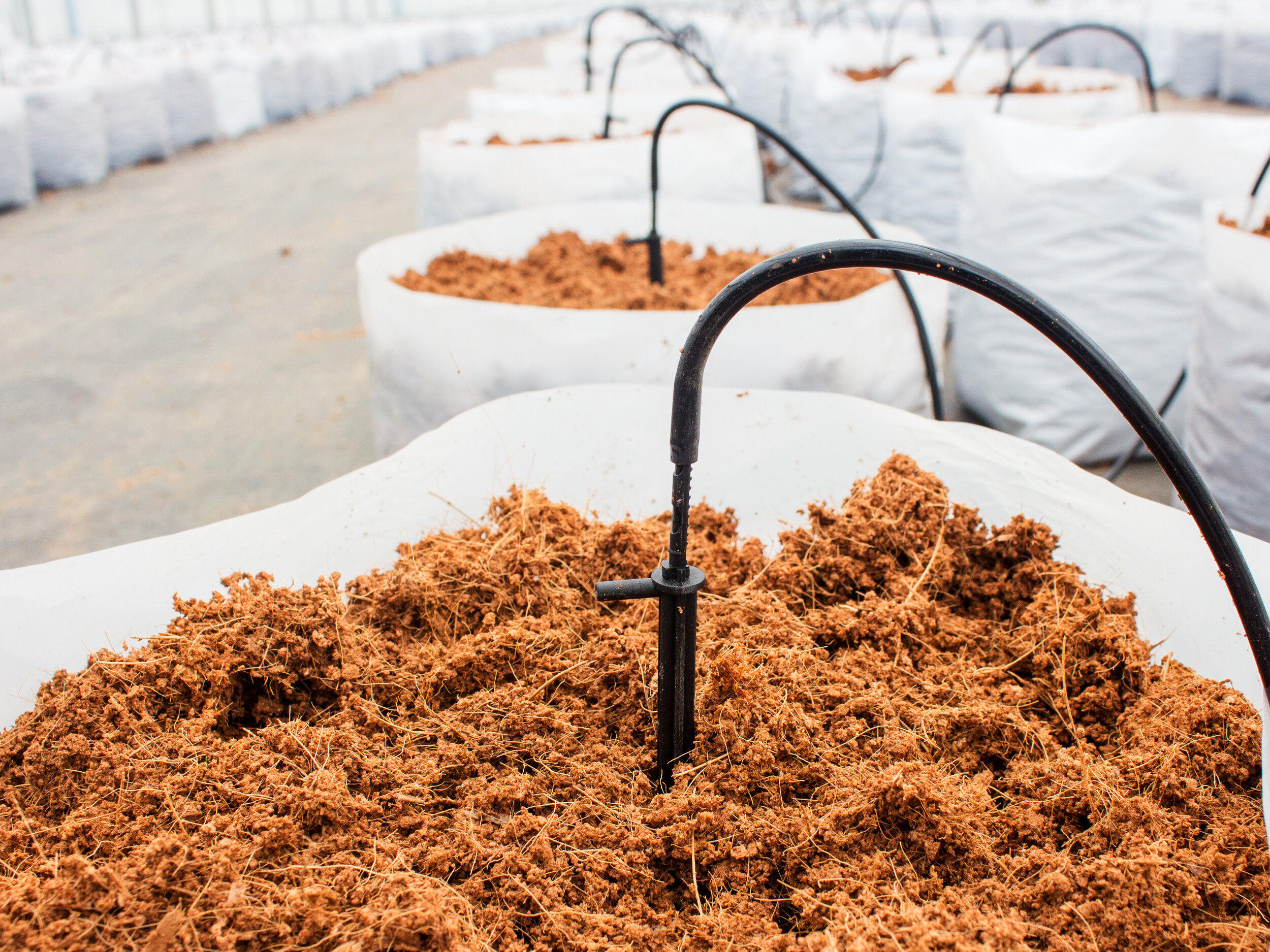 preparation-coco-peat-cultivation-vegetable-with-drip-irrigation-system.jpg