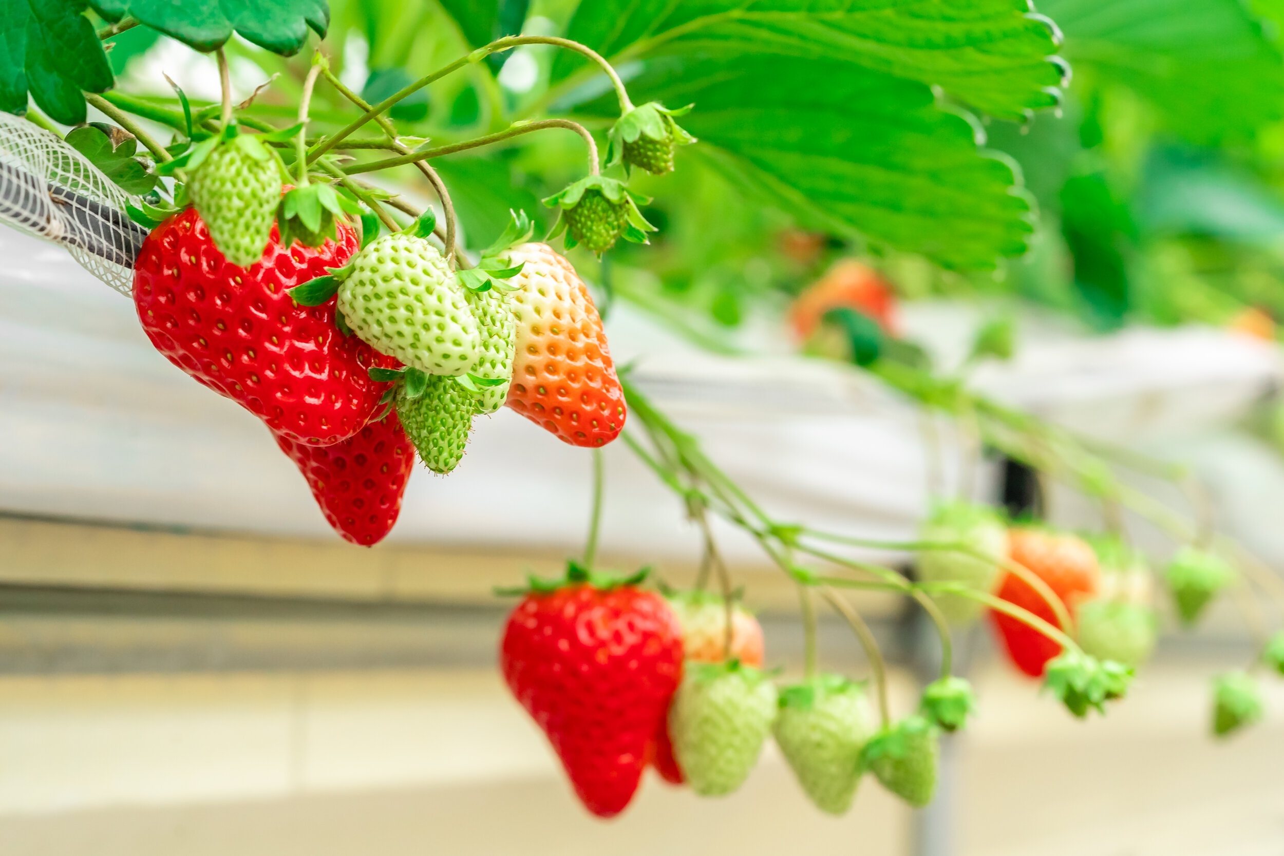 red-healthy-organic-strawberry-closed-plantation.jpg