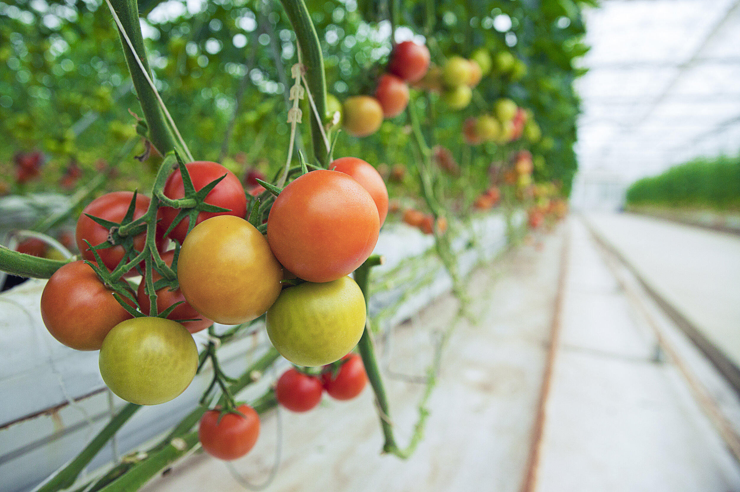 green-yellow-red-tomatoes-hanged-from-their-plants-inside-greenhouse-close-view.jpg