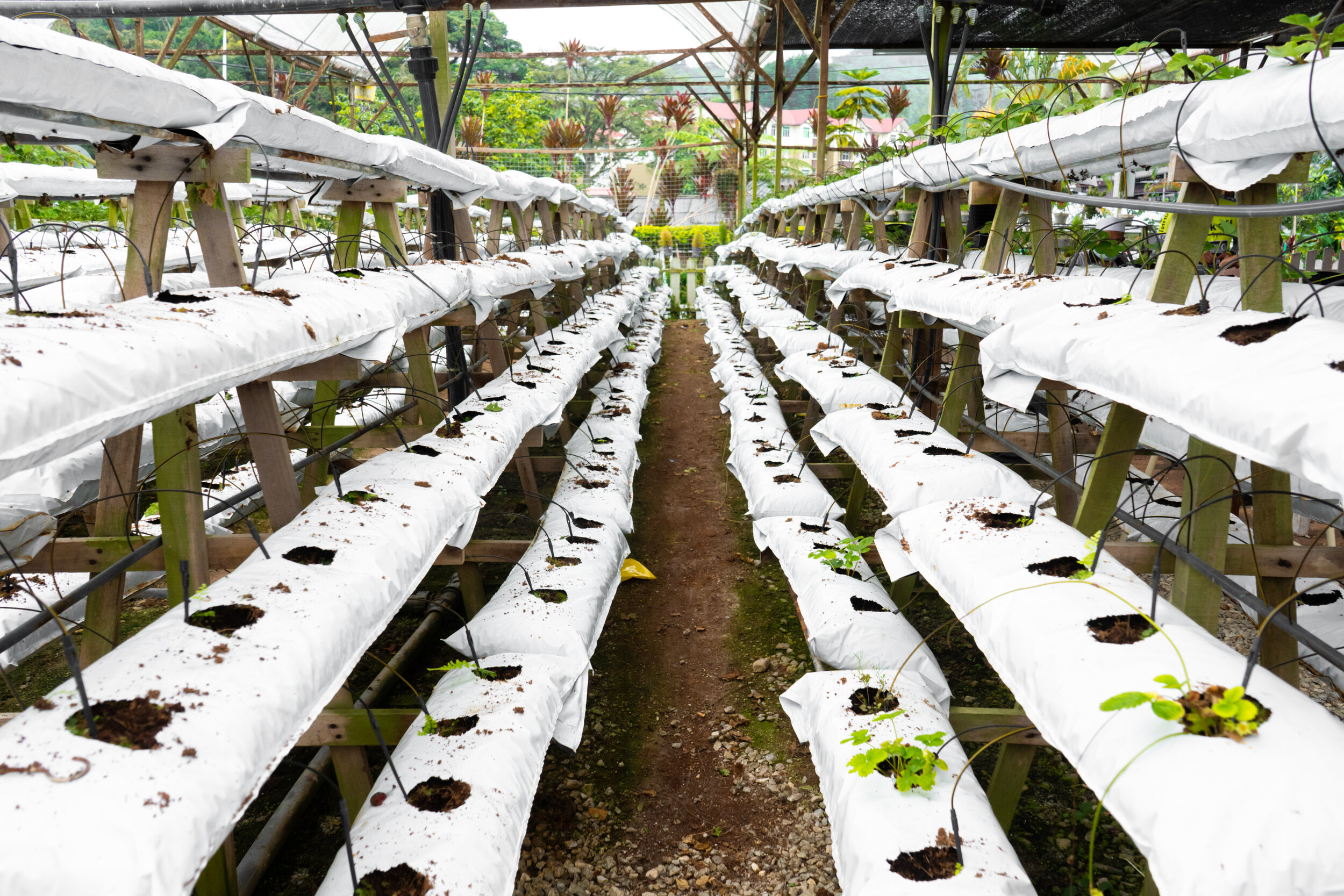 modern-industrial-plant-growing-farm-greenhouse-with-automatic-irrigation-preparing-planting (1).jpg