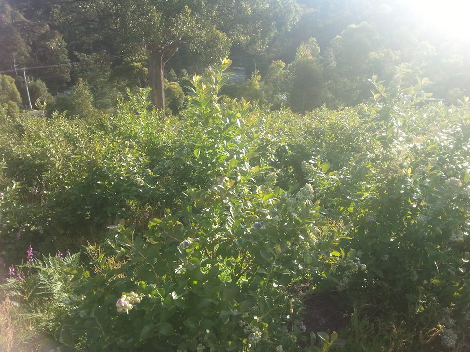 Blueberry bushes.jpg