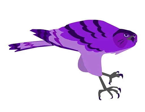 hawk.jpg