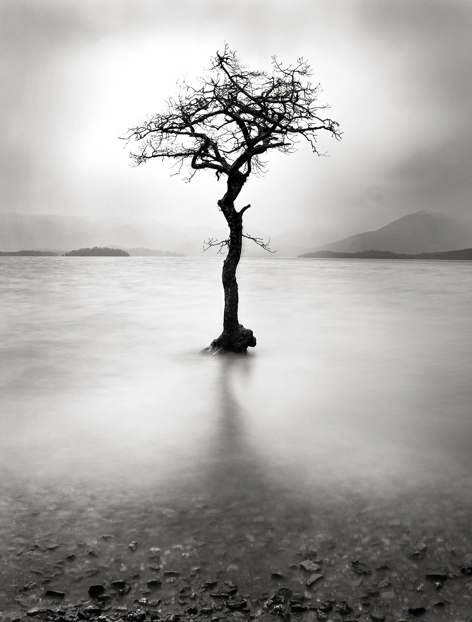 The Tree