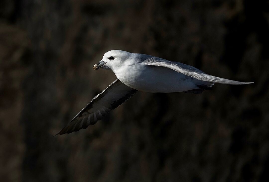 Fulmar portrait, Iceland. 
One of my favourite seabirds. As a break from landscapes, I&rsquo;ll be posting some seabird shots this week. 
#birdsinflight #naturephotography #seabirds #icelandphotography #visiticeland #traveliceland #icelandair #photoo