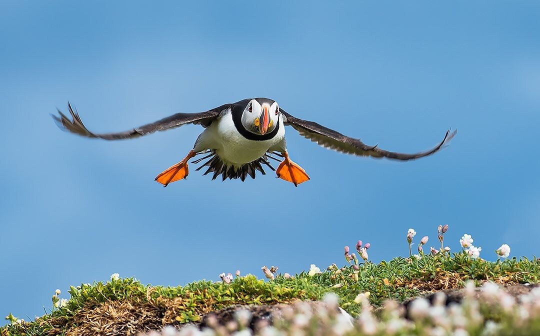 Puffin on final approach, landing gear down. 
#isleofmay #seabirds #RSPB #visitscotland
#birdsinflight #photooftheday