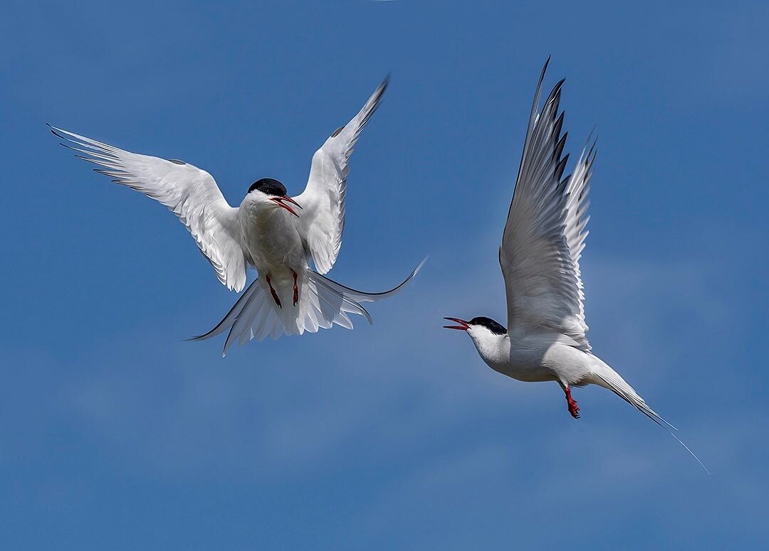 Common terns. They look aggressive, but this was pairing activity on the day after they arrived back on their breeding grounds. 
#isleofmay #seabirds #RSPB #visitscotland
#birdsinflight #photooftheday #wildlifephotography