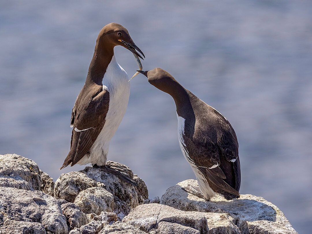 Guillemot courtship, Isle of May. 
Male offers her a fish..
#isleofmay #seabirds #RSPB #visitscotland
#photooftheday #wildlifephotography #birdphotography #naturephotography