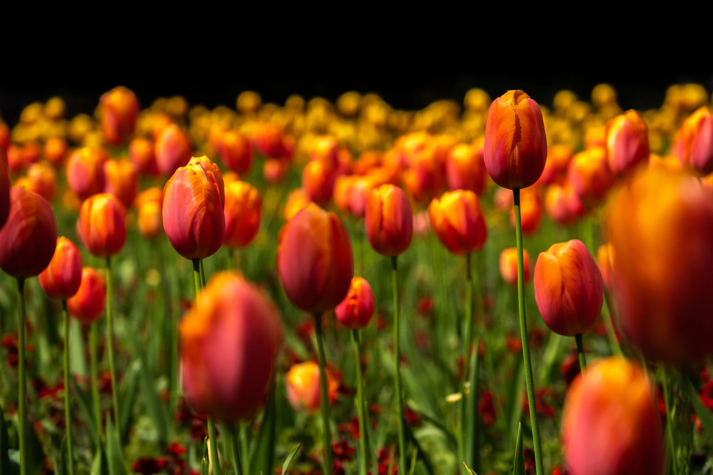 JMP20190430_066.jpg