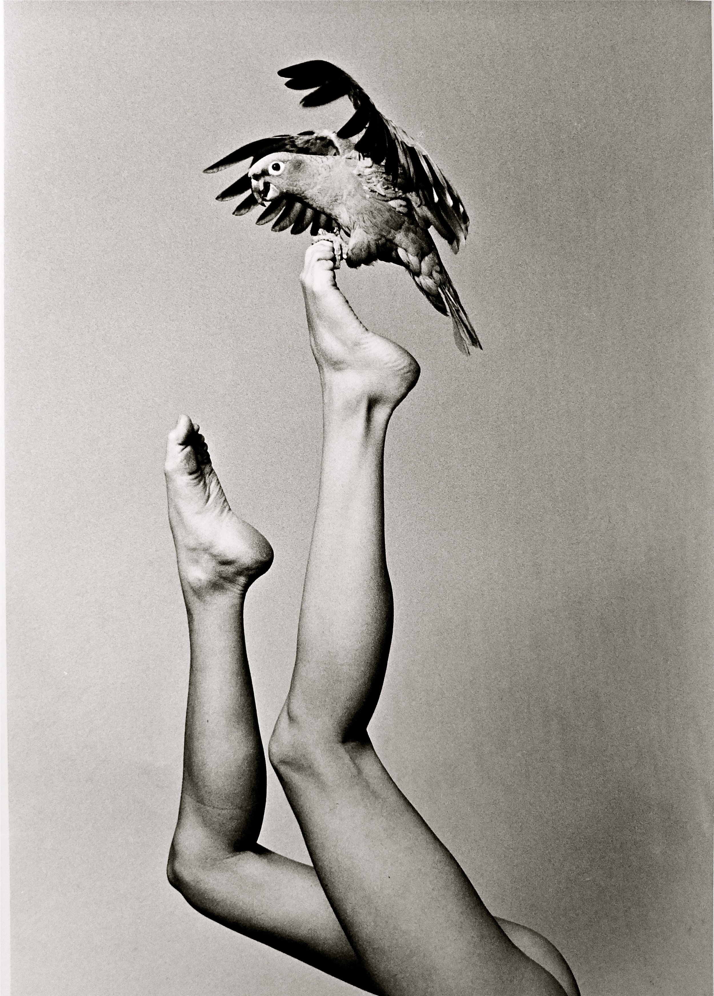  Two bare legs shoot up toward the ceiling, one higher than the other. A parakeet flaps its wings and sits on the curled toes of the higher leg. 