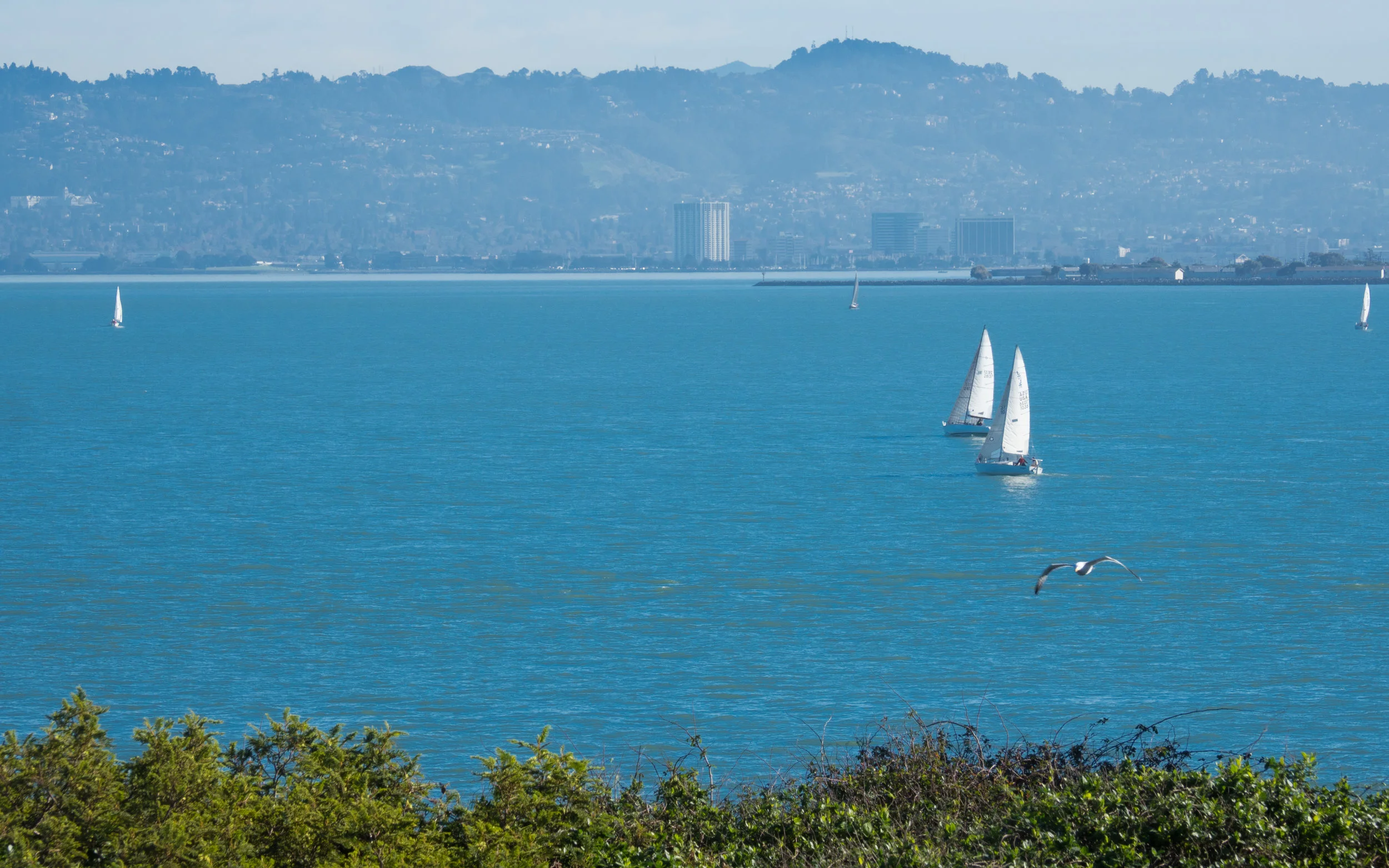 The beautiful sailboats in the bay around Alcatraz Island