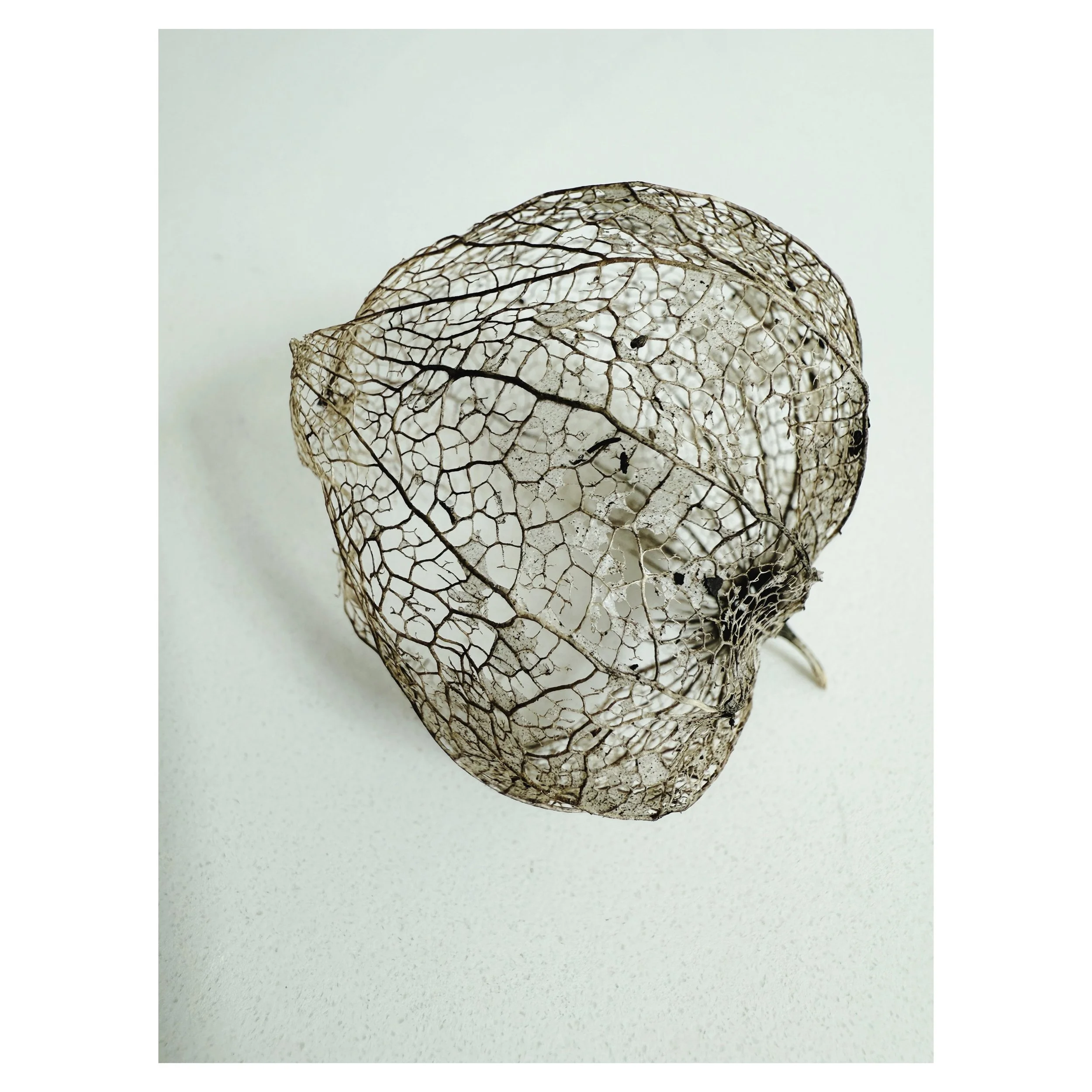 Small, fragile beauties