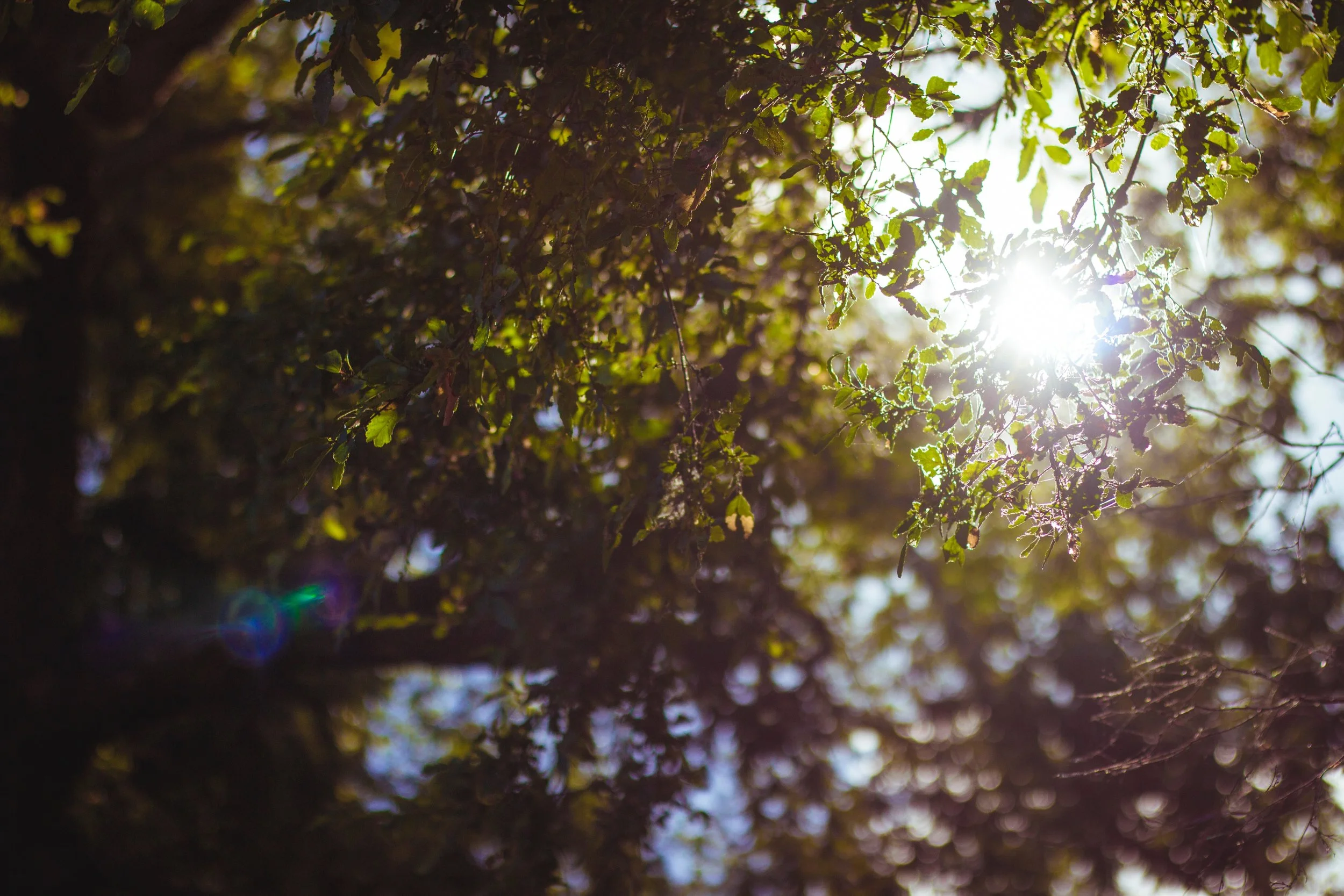sun through leaves.jpg
