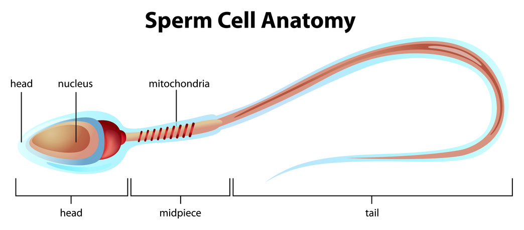 sperm-cell-anatomy.jpg