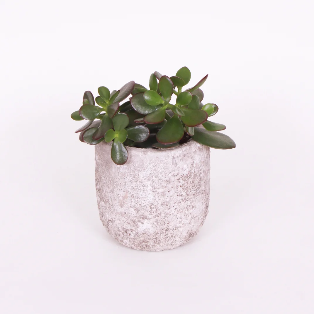 Keep-It-Living-Interiors-ceramic-white-plant-pot.jpg