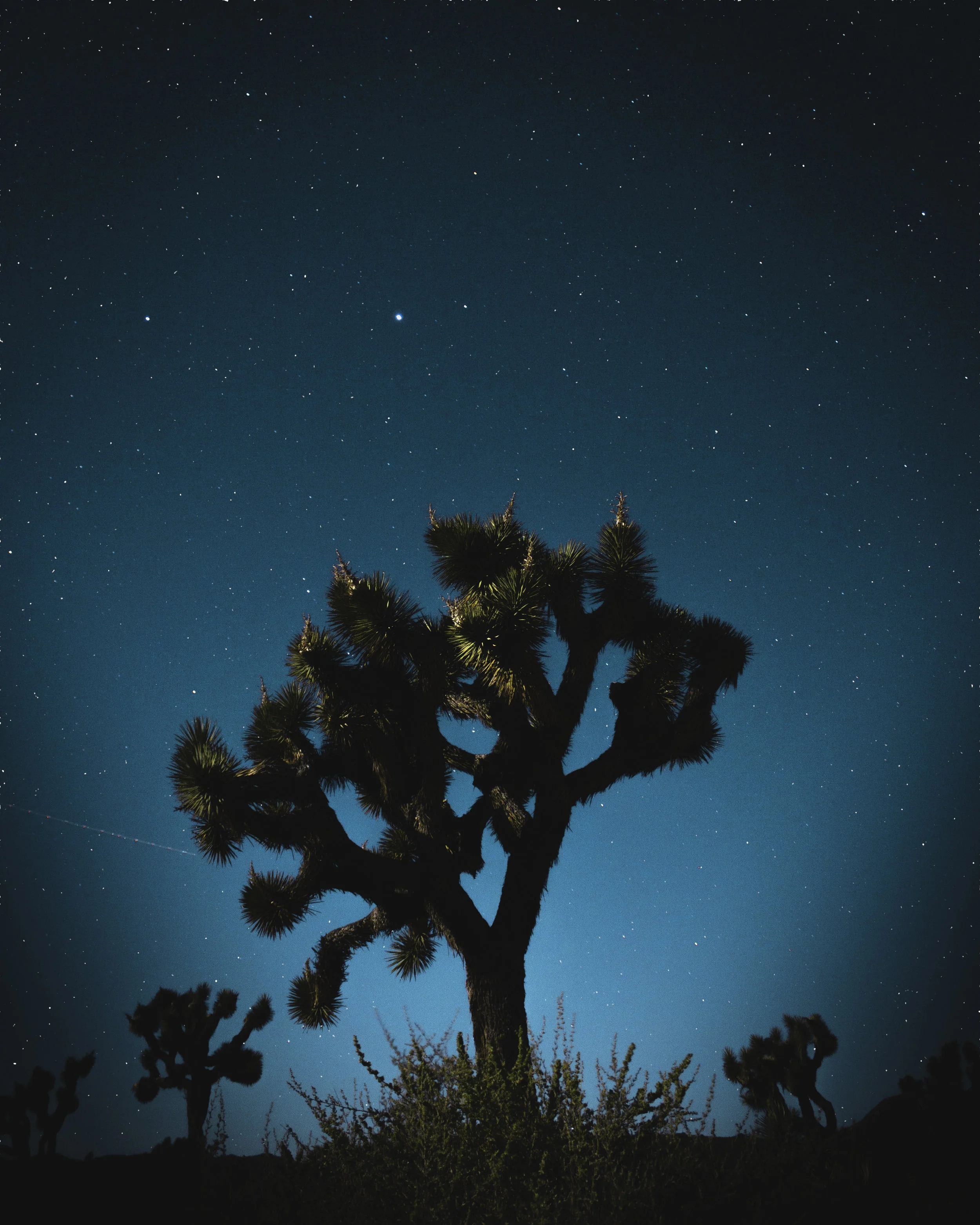 joshuatree2.jpg