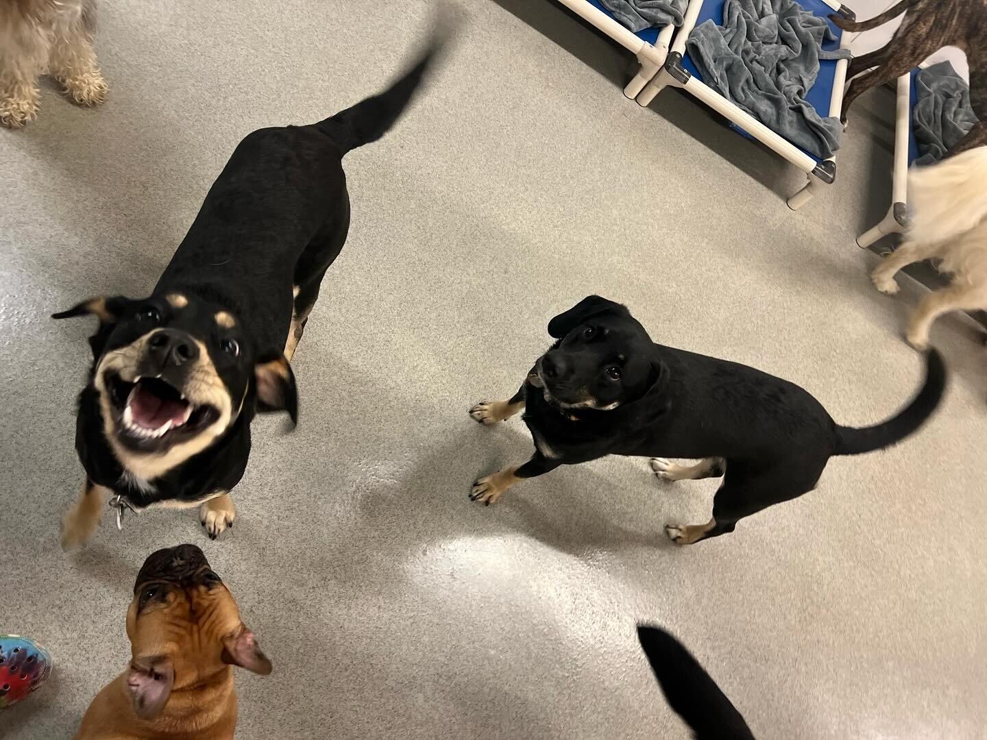 The face you make when your bestie shows up at daycare! 🤣🤣🤣🥳🥳🥳👏👏👏