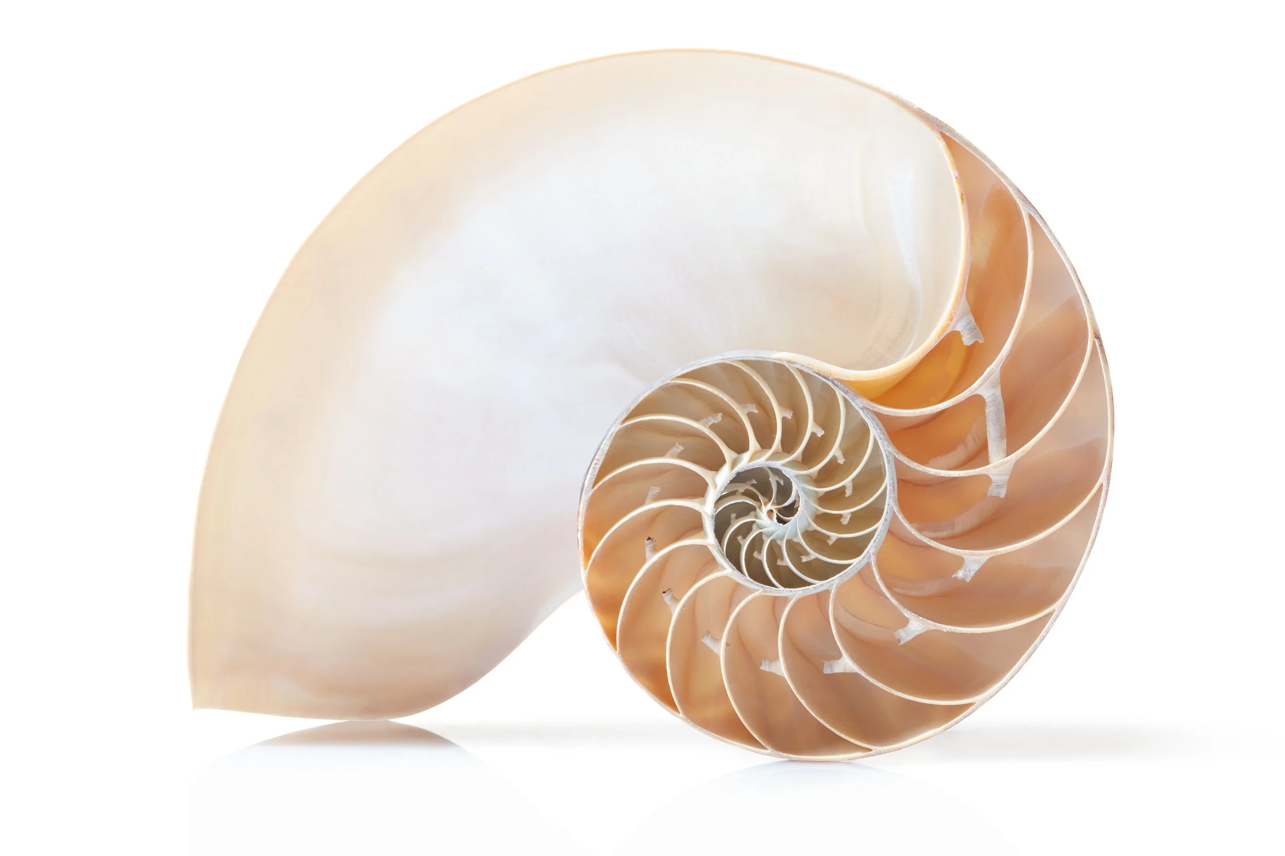 iStock-524880778.jpg